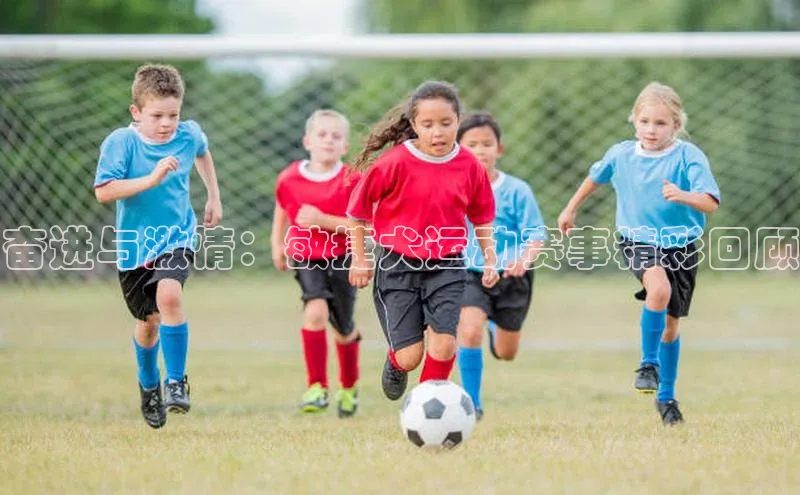 奋进与激情：敏捷犬运动赛事精彩回顾